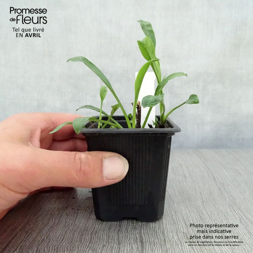 Amostra de Aster novi-belgii Audrey Vaso de 8/9 cm tal como entregue na primavera