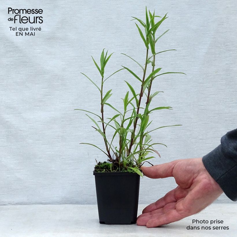 Amostra de Aster novi-belgii Brocado Carmesim - Áster grande de Outono Vaso de 8/9 cm tal como entregue na primavera