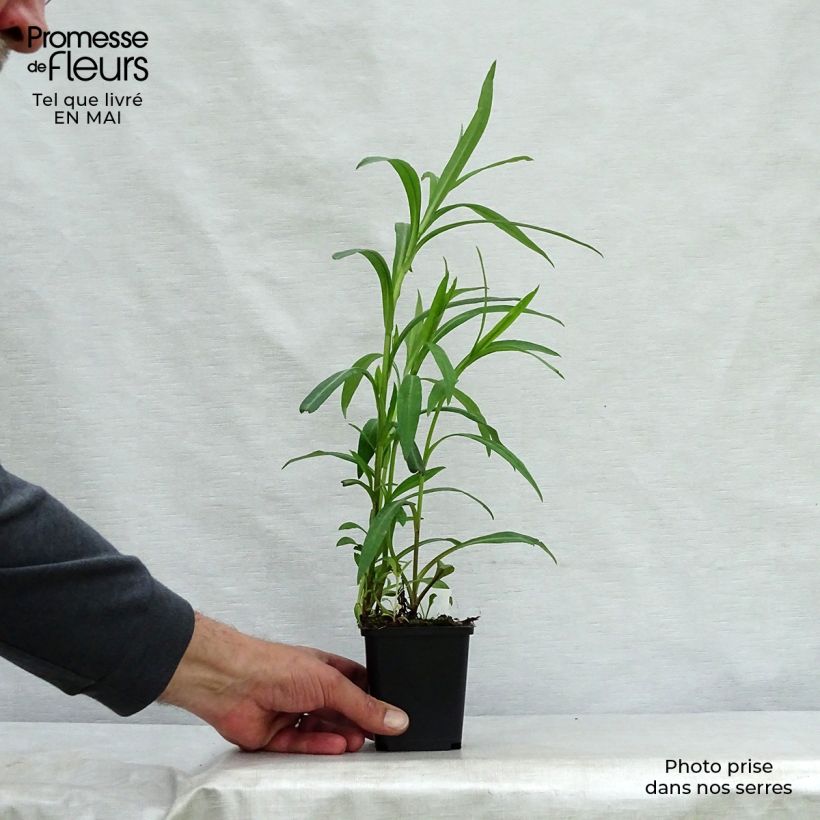 Amostra de Aster novi-belgii Dauerblau Vaso de 8/9 cm tal como entregue na primavera