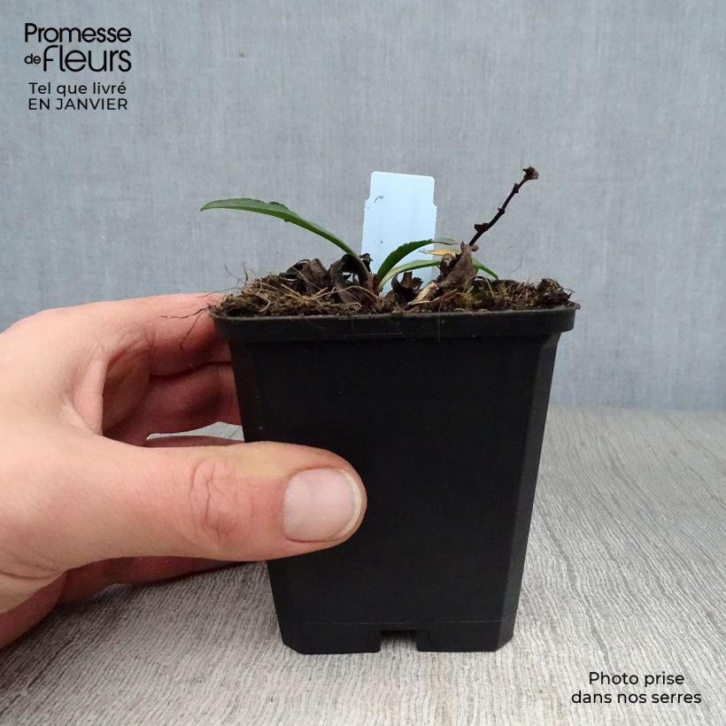 Amostra de Aster novi-belgii Dauerblau Vaso de 8/9 cm tal como entregue no inverno