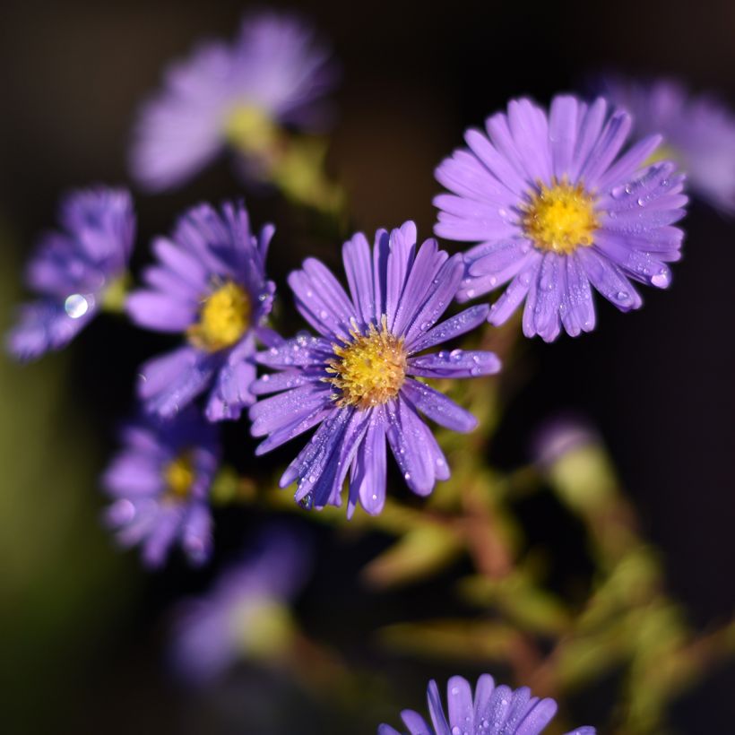 Aster novi-belgii Dauerblau (Floração)