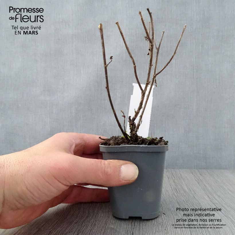 Amostra de Aster novi-belgii Eventide - Áster grande de outono Vaso de 7/8 cm tal como entregue na primavera