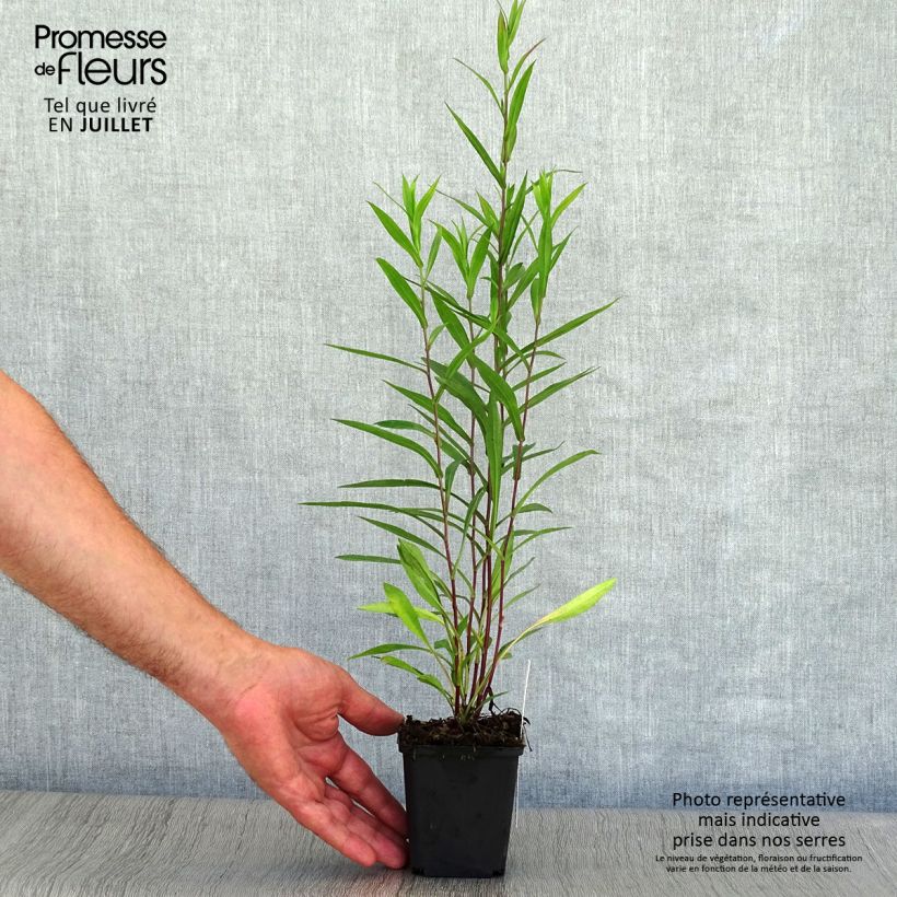 Amostra de Aster novi-belgii Karmin Kuppel Vaso de 8/9 cm tal como entregue no verão