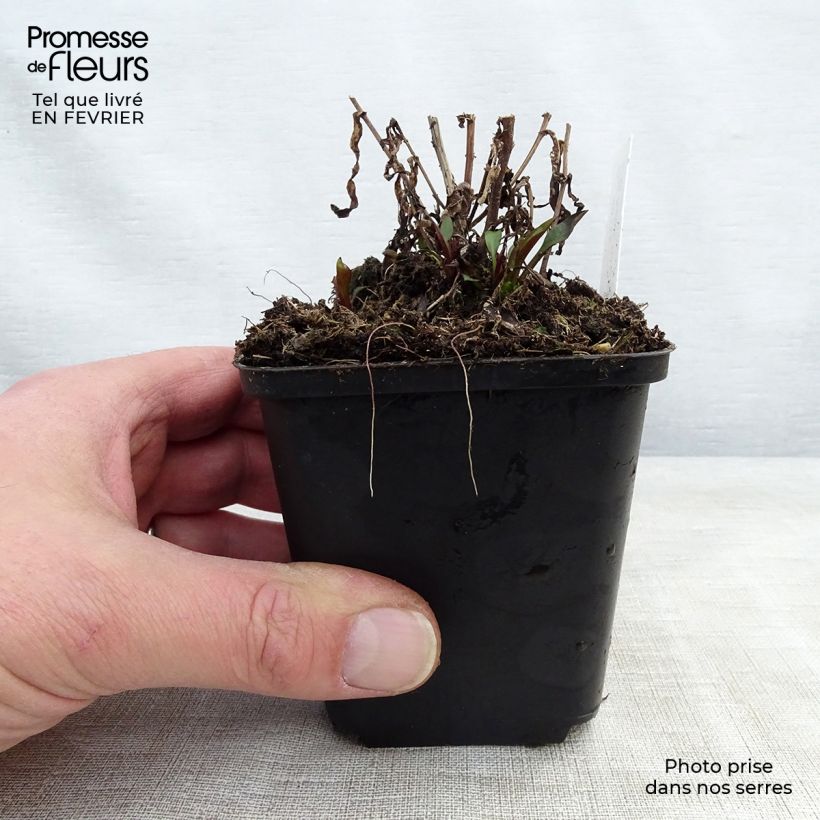 Amostra de Aster novi-belgii Karmin Kuppel Godet de 8/9 cm tal como entregue no inverno