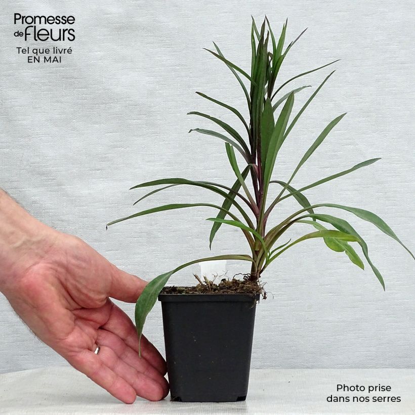 Amostra de Aster novi-belgii Karmin Kuppel Vaso de 8/9 cm tal como entregue na primavera