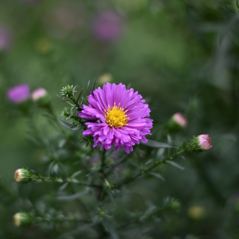 Aster novi-belgii Karmin Kuppel (Floração)