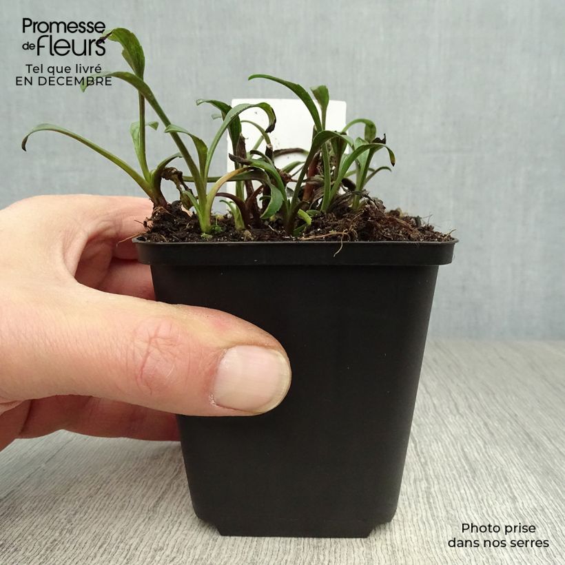 Amostra de Aster novi-belgii Marie Ballard - Áster de Outono Grande Vaso de 8/9 cm tal como entregue no inverno