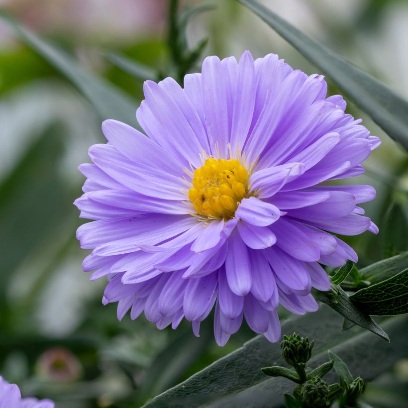Aster novi-belgii Marie Ballard - Áster de Outono Grande (Floração)