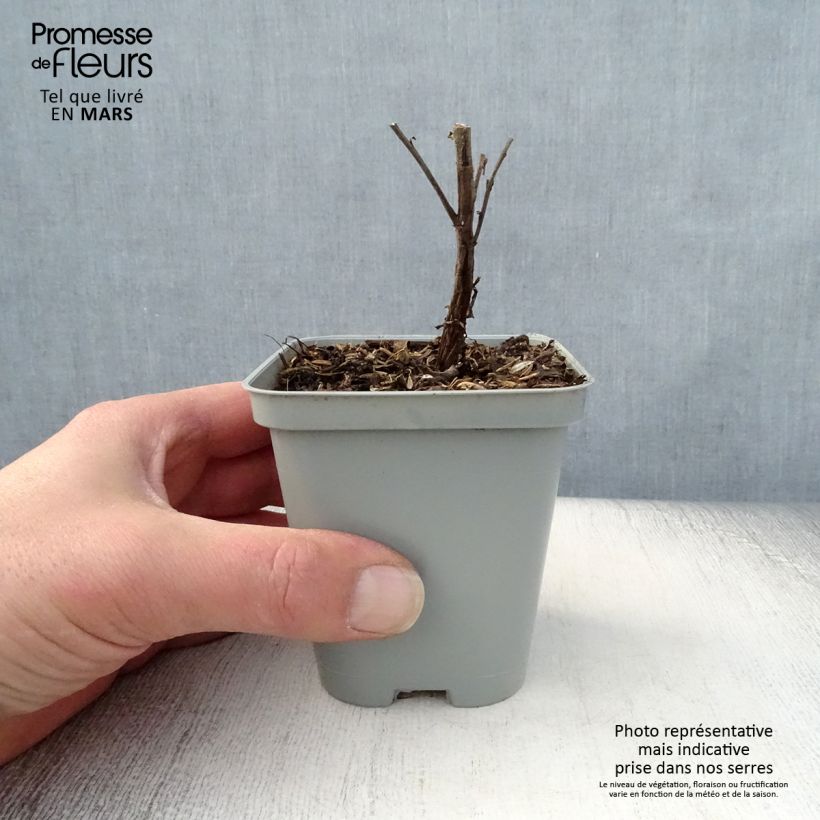 Amostra de Aster novi-belgii Marie Ballard - Áster de Outono Grande Vaso de 8/9 cm tal como entregue na primavera