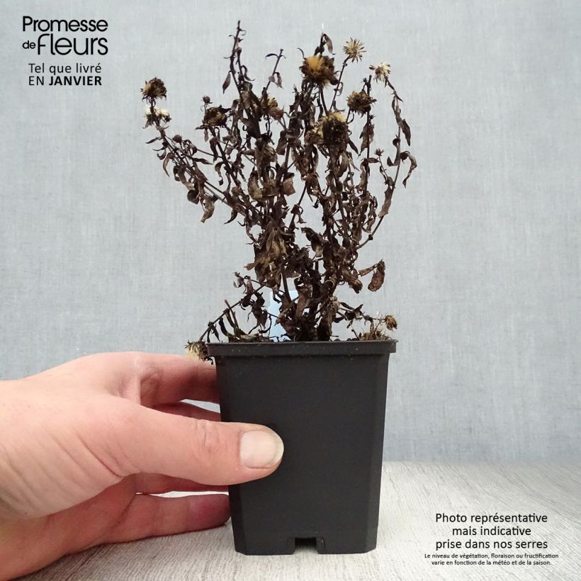 Amostra de Aster novi-belgii Patricia Ballard - Áster de Outono Grande Vaso de 8/9 cm tal como entregue no inverno