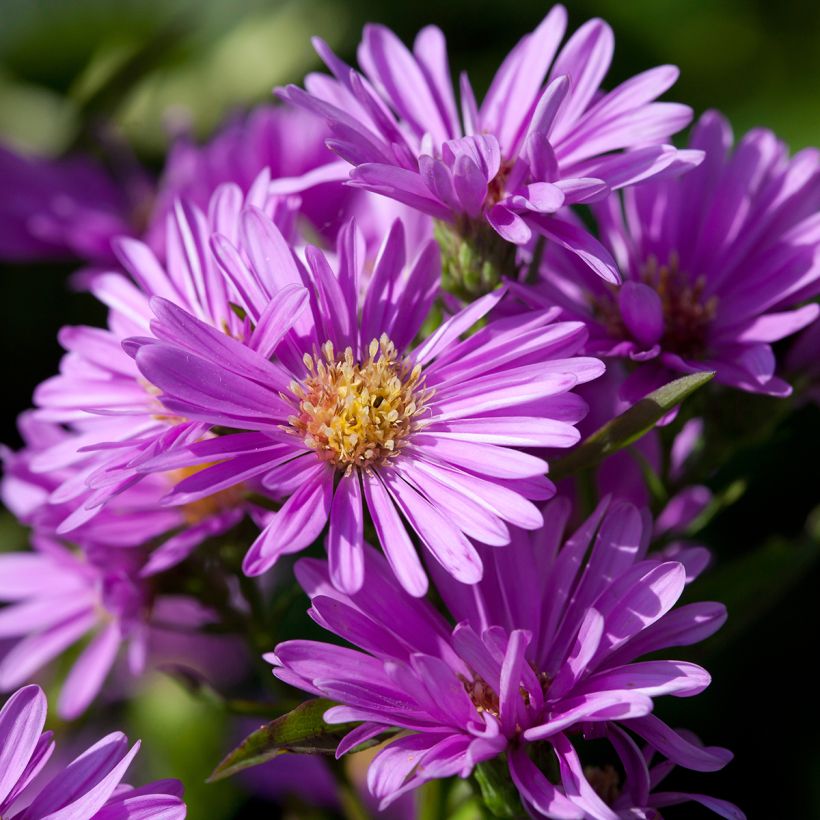 Aster novi-belgii Patricia Ballard - Áster de Outono Grande (Floração)
