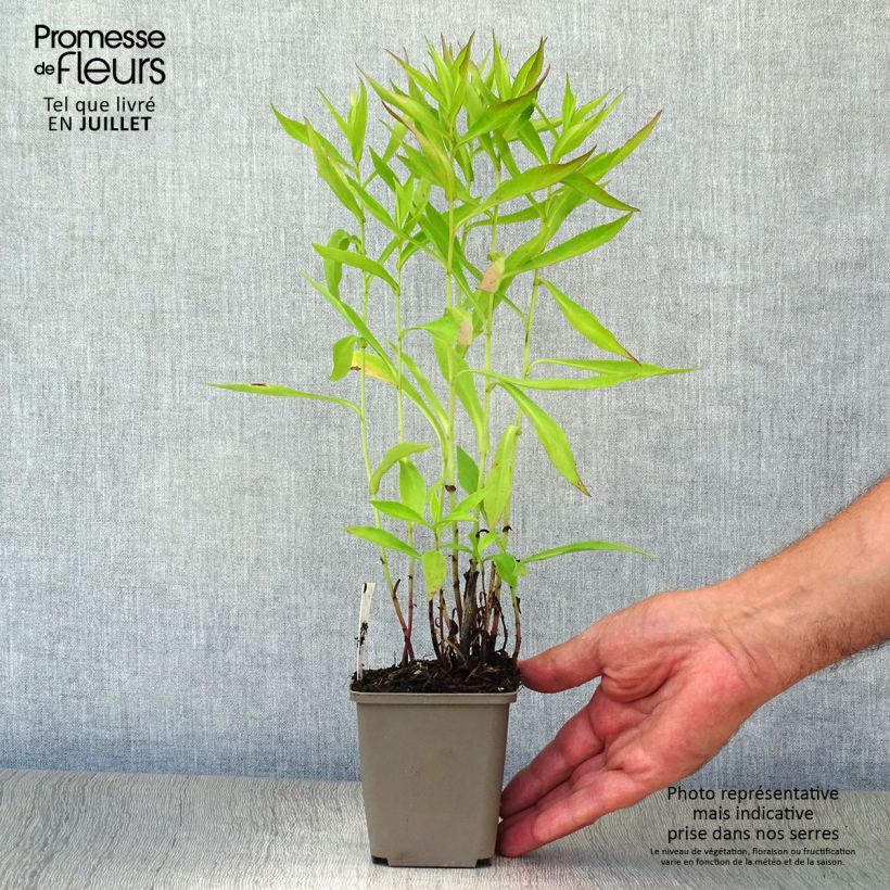 Amostra de Aster novi-belgii Patricia Ballard - Áster de Outono Grande Vaso de 8/9 cm tal como entregue no verão