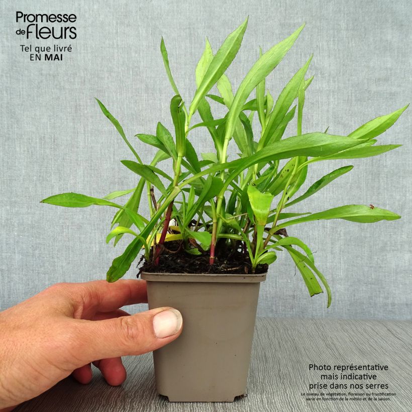 Amostra de Aster novi-belgii Patricia Ballard - Áster de Outono Grande Vaso de 8/9 cm tal como entregue na primavera