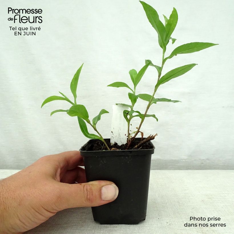 Amostra de Aster novi-belgii Porzellan - Áster de Outono Grande Vaso de 8/9 cm tal como entregue no verão
