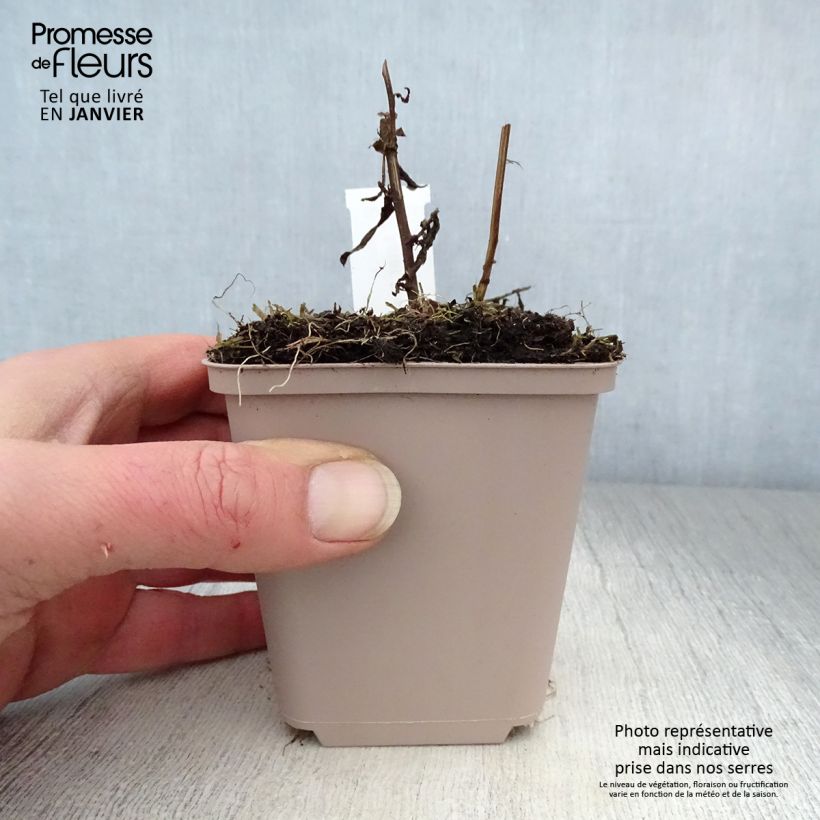 Amostra de Aster novi-belgii Porzellan - Aster grand d'automne Vaso de 8/9 cm tal como entregue no inverno