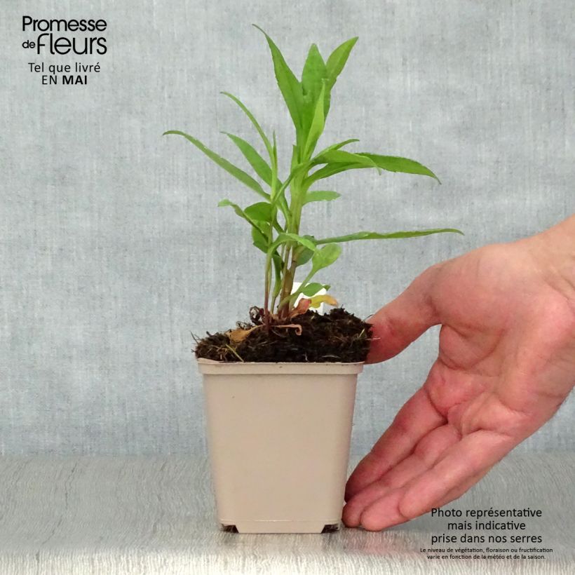 Amostra de Aster novi-belgii Porzellan - Áster de Outono Grande Vaso de 8/9 cm tal como entregue na primavera