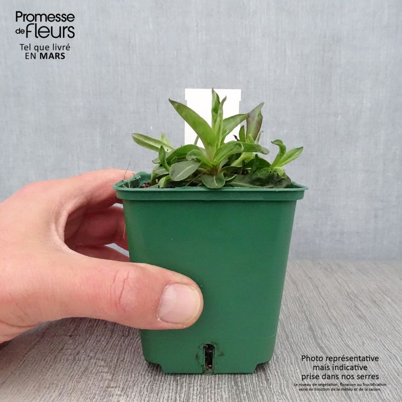 Amostra de Aster novi-belgii Reitlingstal - Áster de Outono Grande Vaso de 8/9 cm tal como entregue na primavera