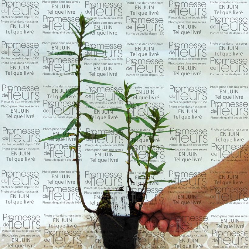 Exemplo de amostra de Aster novi-belgii Rosenponpon - Aster grand d’automne Vaso de 8/9 cm tal como entregue