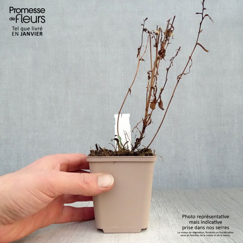 Amostra de Aster novi-belgii Rosenquarz - Aster grand d'automne Vaso de 8/9 cm tal como entregue no inverno