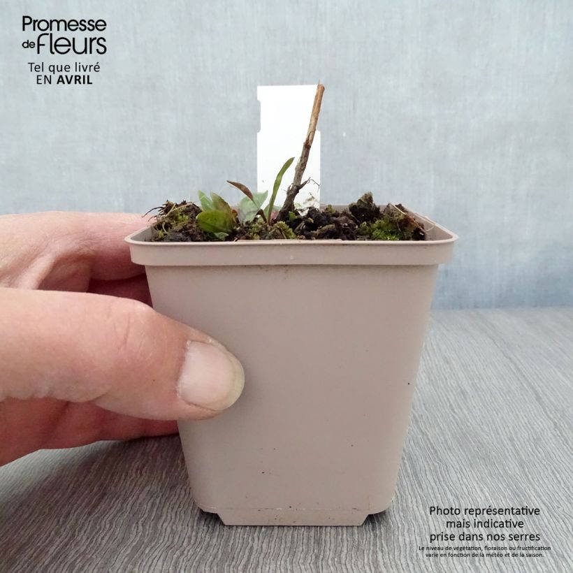 Amostra de Aster novi-belgii Rosenquarz - Áster alto de outono Vaso de 8/9 cm tal como entregue na primavera