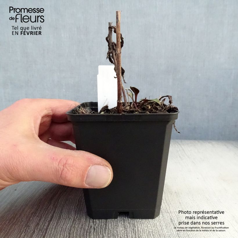 Amostra de Aster novi-belgii Sarah Ballard Vaso de 8/9 cm tal como entregue no inverno