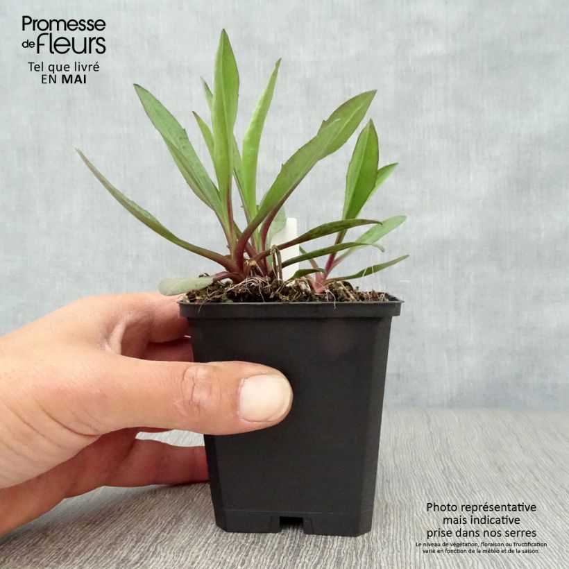 Amostra de Aster novi-belgii Sarah Ballard Vaso de 8/9 cm tal como entregue na primavera