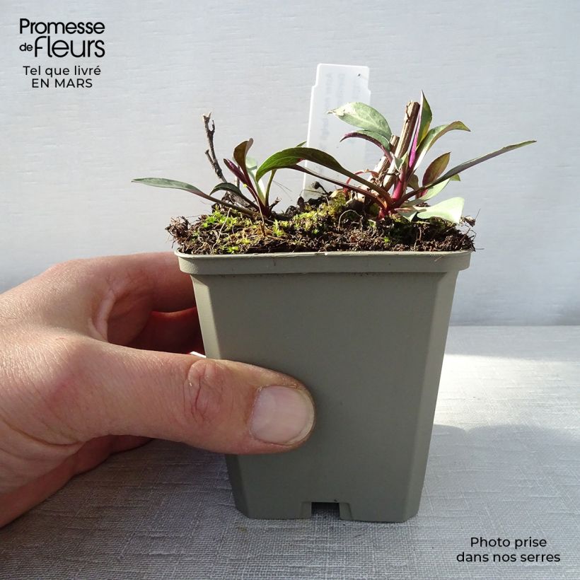 Amostra de Aster novi-belgii Schone von Dietlikon - Áster de Outono Grande Vaso de 8/9 cm tal como entregue na primavera