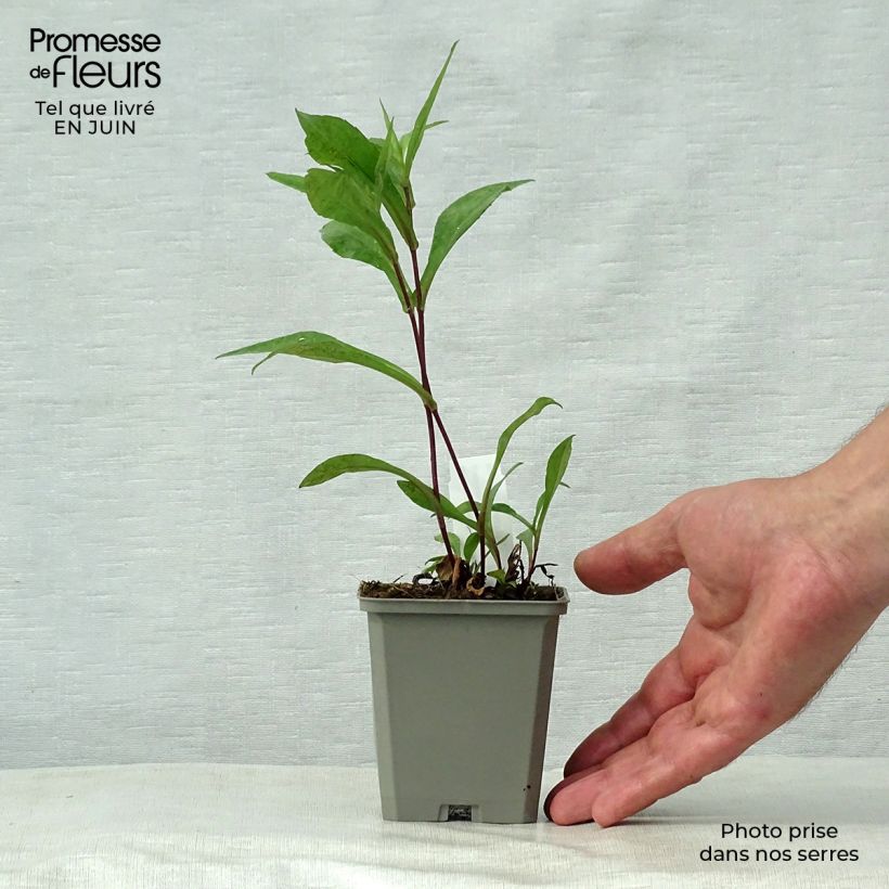 Amostra de Aster novi-belgii Schone von Dietlikon - Áster de Outono Grande Vaso de 8/9 cm tal como entregue no verão
