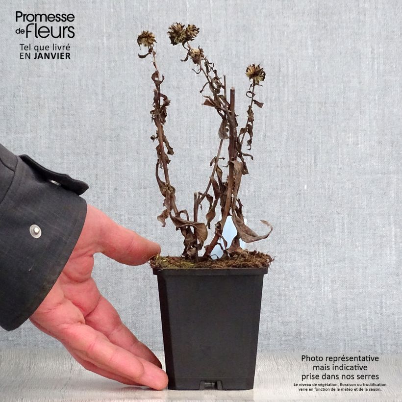 Amostra de Aster novi-belgii Schone von Dietlikon - Aster grand d’automne Vaso de 8/9 cm tal como entregue no inverno