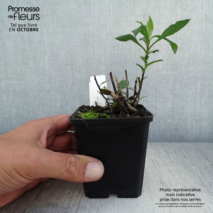 Amostra de Aster novi-belgii Schone von Dietlikon - Áster de Outono Grande Vaso de 8/9 cm tal como entregue no outono