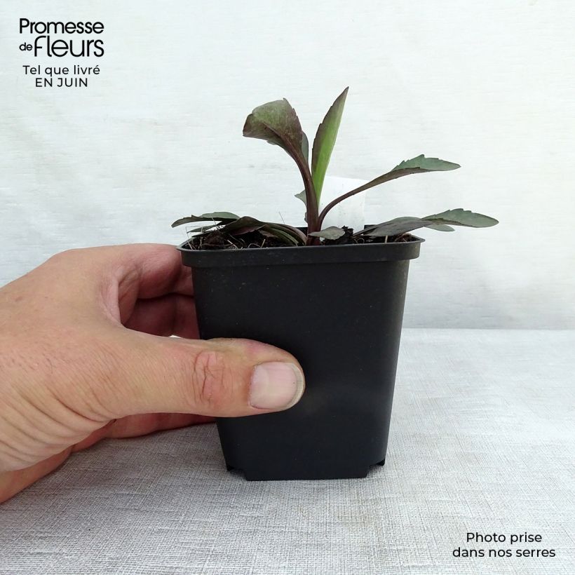 Amostra de Aster novi-belgii White Lady - Áster de Outono Grande Vaso de 8/9 cm tal como entregue no verão