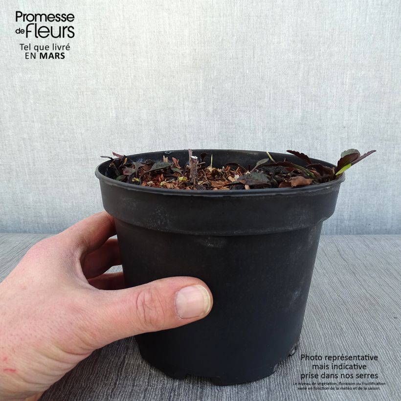 Amostra de Aster novi-belgii White Lady - Aster grand d'automne Vaso de 2 L/3 L tal como entregue no inverno