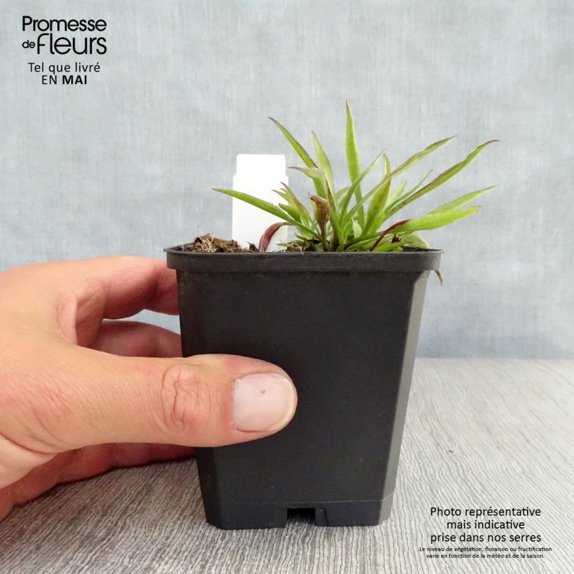 Amostra de Aster novi-belgii Winston S. Churchill Vaso de 8/9 cm tal como entregue na primavera