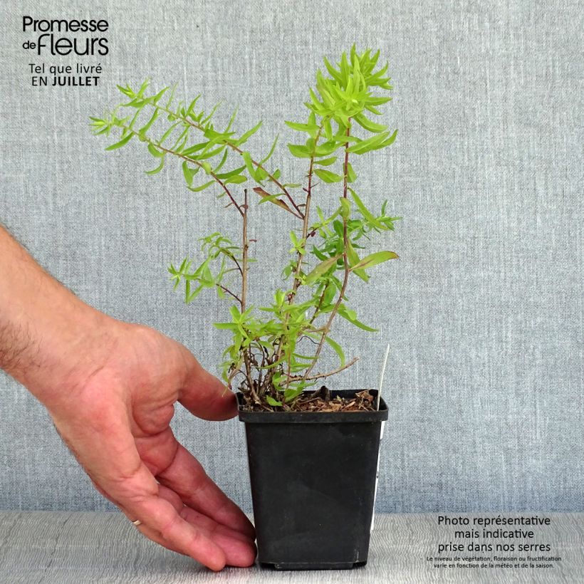 Amostra de Áster oblongifolium October Skies Vaso de 8/9 cm tal como entregue no verão