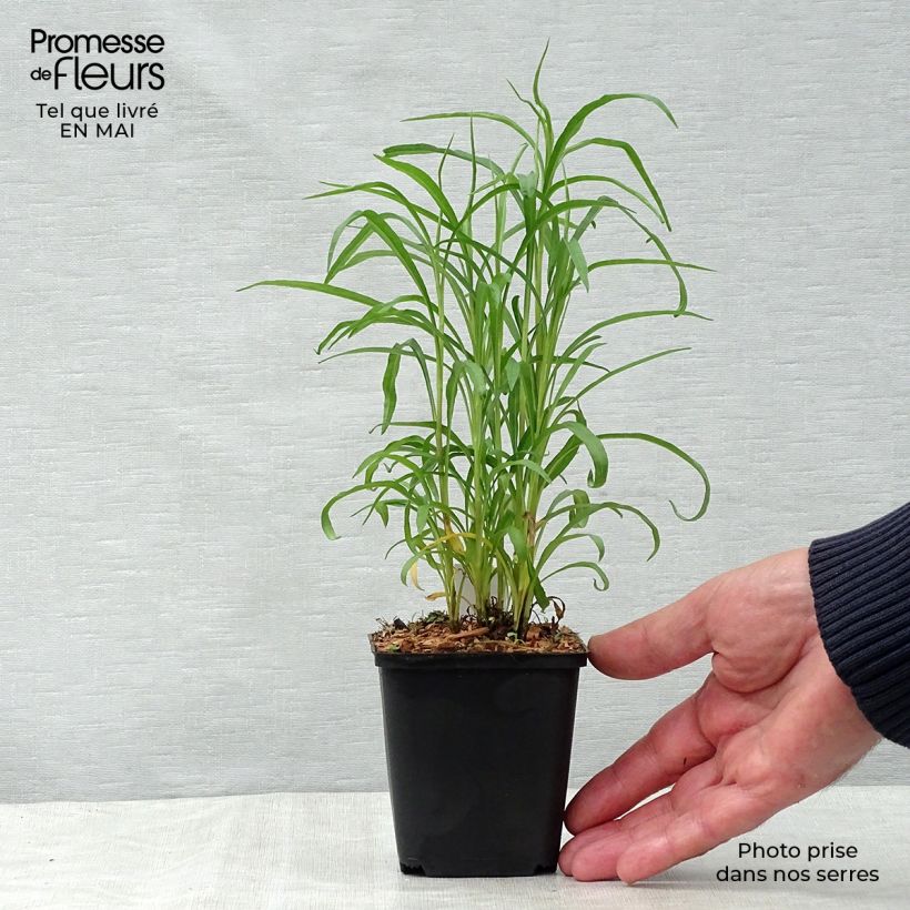 Amostra de Aster pringlei Monte Cassino Vaso de 8/9 cm tal como entregue na primavera