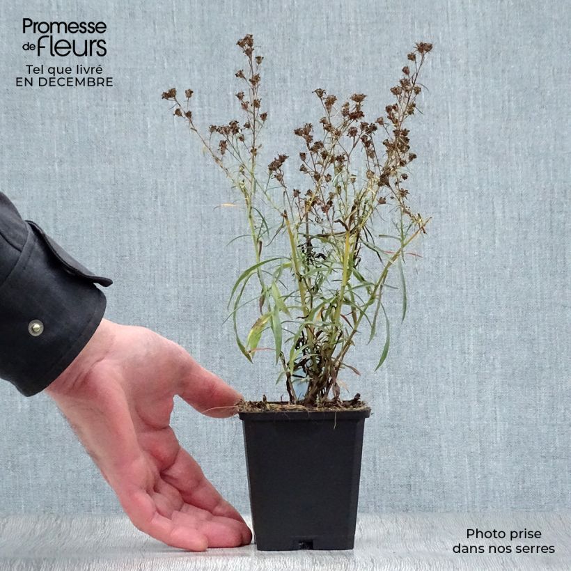 Amostra de Aster pringlei Monte Cassino Vaso de 8/9 cm tal como entregue no inverno