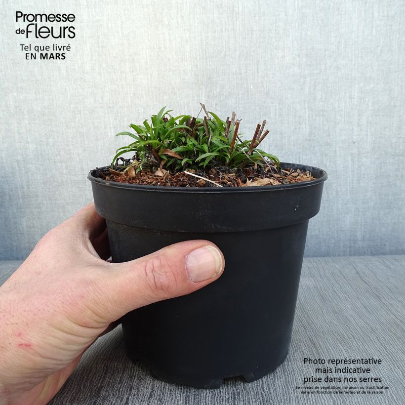 Amostra de Aster pringlei Monte Cassino Vaso de 2 L/3 L tal como entregue no inverno