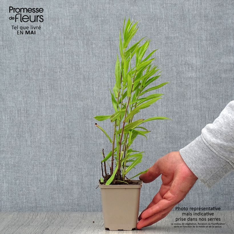 Amostra de Aster puniceus Vaso de 8/9 cm tal como entregue na primavera