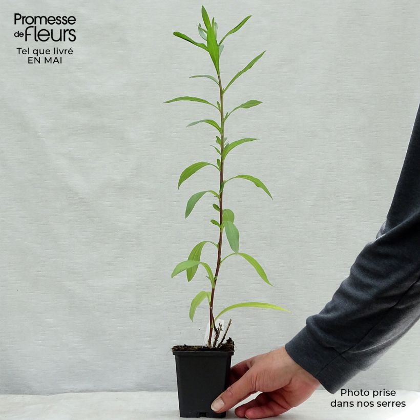 Amostra de Áster pyrenaeus Lutetia - Áster de verão dos Pirenéus Vaso de 8/9 cm tal como entregue na primavera