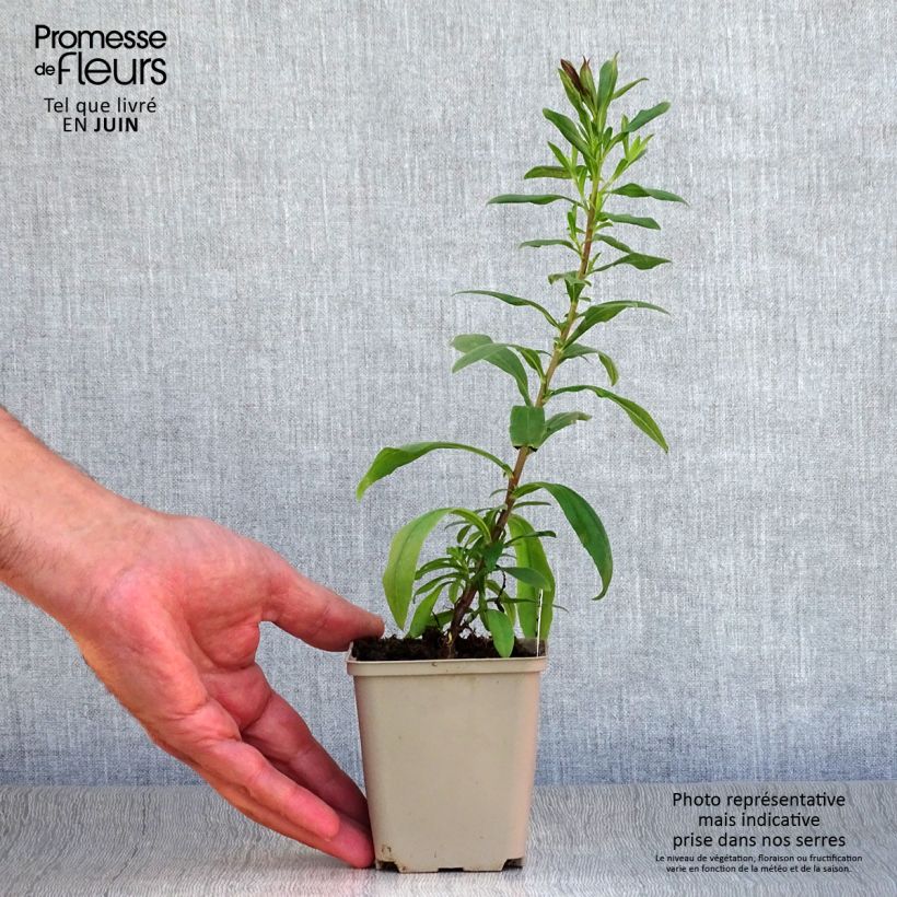 Amostra de Áster pyrenaeus Lutetia - Áster de verão dos Pirenéus Vaso de 8/9 cm tal como entregue no verão