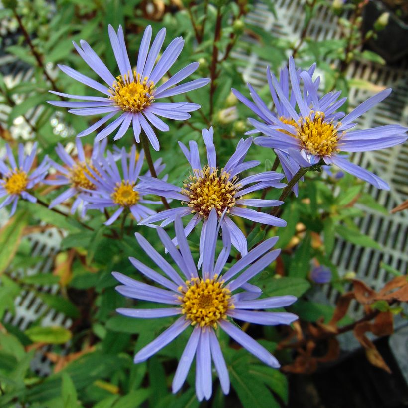 Aster radula August Sky - Áster de verão (Floração)