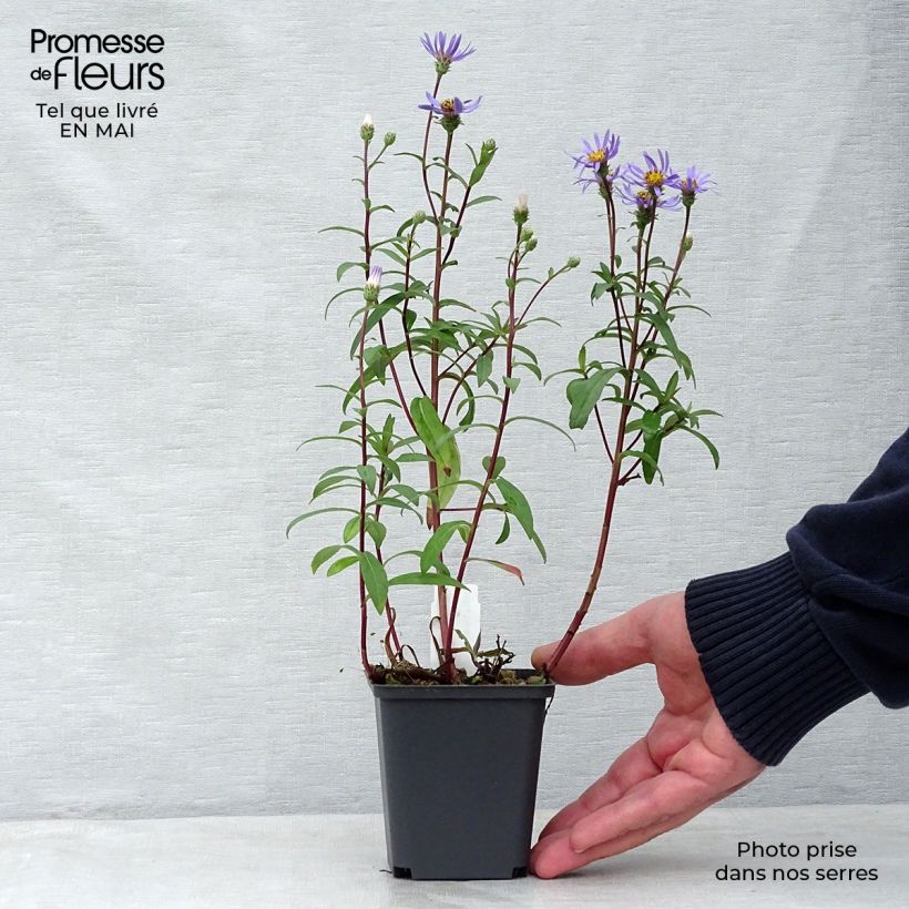 Amostra de Aster radula August Sky - Áster de verão Vaso de 8/9 cm tal como entregue na primavera