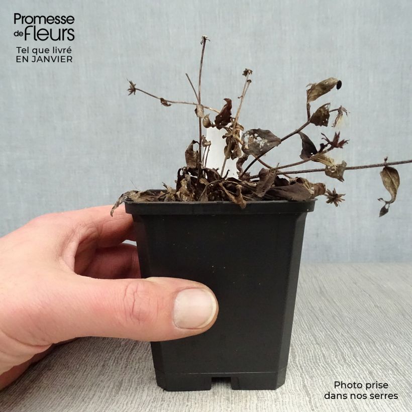 Amostra de Aster radula August Sky - Aster d’été Vaso de 8/9 cm tal como entregue no inverno