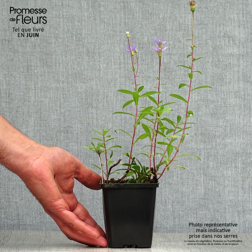 Amostra de Aster radula August Sky - Áster de verão Vaso de 8/9 cm tal como entregue no verão