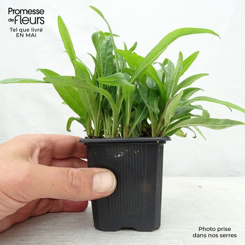 Amostra de Áster rugulosus Asrugo Vaso de 8/9 cm tal como entregue na primavera