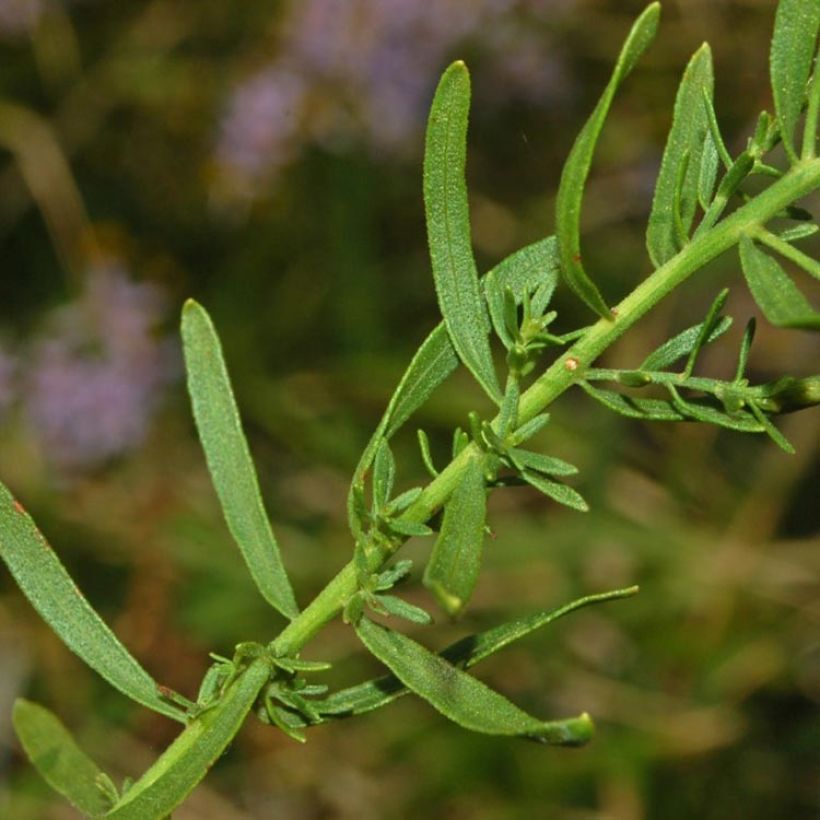 Aster sedifolius - Áster de folhas de Sedum (Folhagem)
