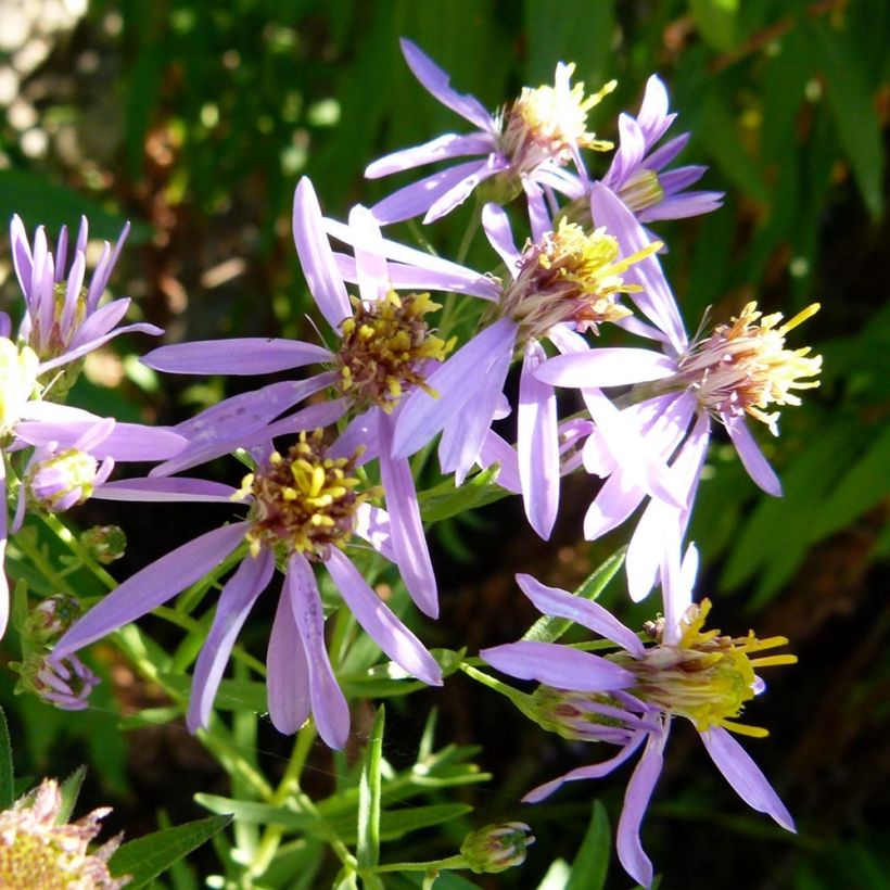 Aster sedifolius - Áster de folhas de Sedum (Floração)