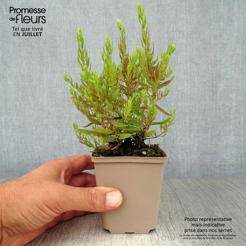 Amostra de Áster sedifolius Nanus Vaso de 8/9 cm tal como entregue no verão