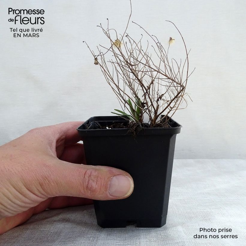 Amostra de Áster sedifolius Nanus Vaso de 8/9 cm tal como entregue na primavera