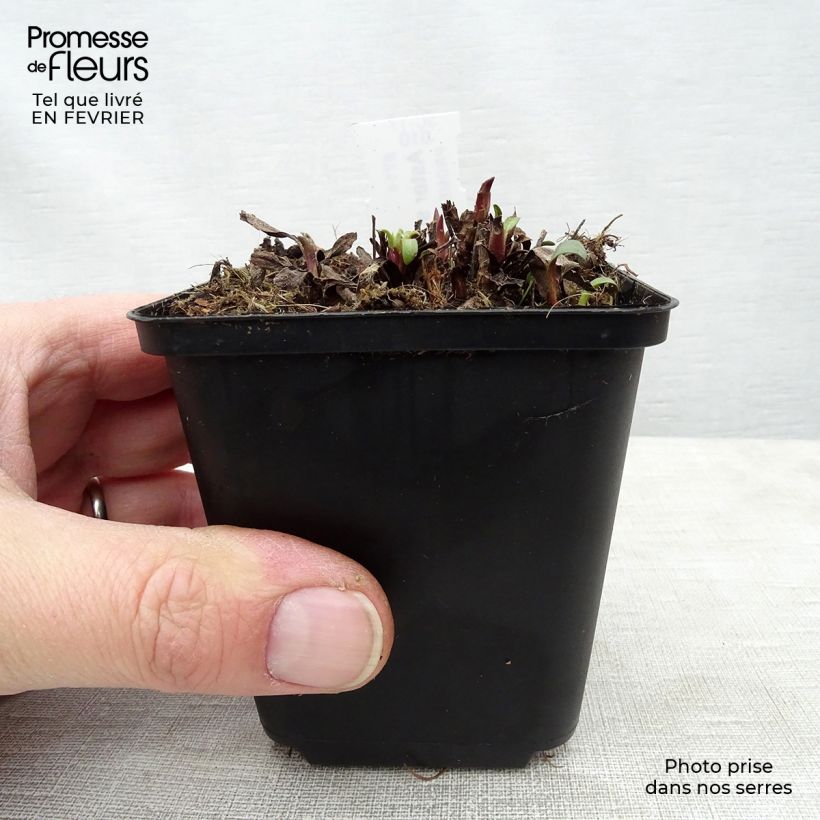 Amostra de Aster sibiricus - Aster d'été Vaso de 8/9 cm tal como entregue no inverno